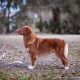 CH Wait Til Next Year Beekauz CGC