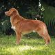 AKC/CKC CH Katyra's Low Key Affair
