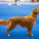 AKC GCH CKC CH Katyra's Moon On Fire